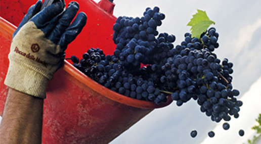 Picking Grapes